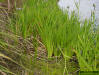 Dixie iris plants (Iris hexagona)