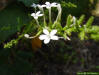 Doctorbush (Plumbago scandens L)