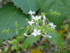 Doctorbush (Plumbago scandens L)