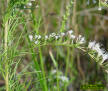 Dog fennel flower detail