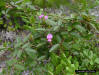 Downy Milkpea (Galactia volubilis (L.)Britton)