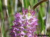 Crossleaf milkwort flower