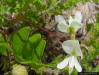 Elliott's Milkpea (Galactia elliottii Nutt)