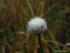 Tenangle Pipewort flower detail