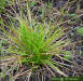 Tenangle Pipewort (Eriocaulon decangulare)