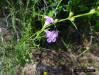 Fax-leaf falsefoxglove (Agalinis linifolia)