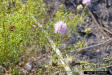 Feay's Prairieclover (Dalea feayi (Chapm.)Barneby)