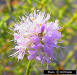 Feay's Prairieclover - flower detail