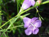 Flax-leaf falsefoxglove flower close-up