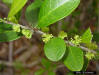 Florida Swamp privet - Forestiera segregata