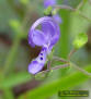 Forked Blue Curls flower close-up