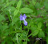 Forked Blue Curls (Trichostema dichotomum) plant