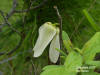 Bigflower Pawpaw