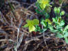 Fourpetal St. Johns-wort (Hypericum tetrapetalum Lam.)