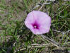 Glades Morning Glory (Ipomoea sagittata Poir)