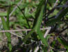 Glades Morning Glory (Ipomoea sagittata Poir) leaf