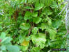 Golden Pothos (Epipremnum pinnatum) 