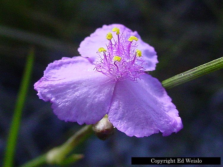 purple flowers in florida