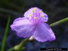 Closeup of Grassleaf Roseling flower