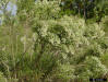 Groundsel tree (Baccharis halimifolia)