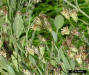 Groundsel tree flowers