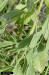 Groundsel tree leaf detail