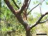 Image - Gumbo limbo bark