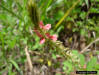 Hairy Indigo (Indigofera hirsuta L.)