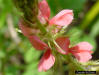 Hairy Indigo detail (Indigofera hirsuta L.)