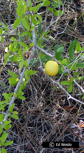 עץ פלורידה פרי צהוב עד אדום