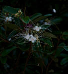 Jamaica caper tree flowers