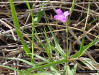 Pineland waterwillow plant