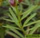 Lakela's mint foliage detail