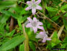 Mexican Clover flowers