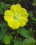 Largeflower Primrose-Willow flower (Ludwigia grandiflora)