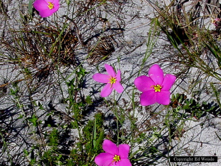 Florida S Wildflowers Reds And Oranges