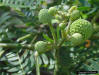 Lead Tree flower clusters