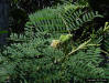 Lead Tree leaves (Leucaena leucocephala)