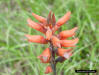 Leafless Beaked ladiestresses (Sacoila lanceolata Aubl.Garay)