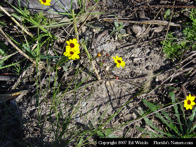 Florida S Wildflowers Yellows