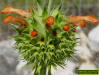 Lions ear flower head