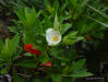 Image - Loblolly Bay tree