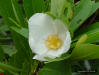 Image - Loblolly Bay flower detail.