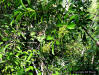 Image - Marlberry (Ardisia escallonioides) and fruit