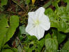 Moonflower (Ipomoea alba) detail