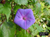 Image - Ocean Blue Morning Glory (Ipomoea indica)