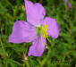 Pale Meadowbeauty flower close-up detail