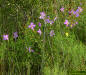 Colony of Rhexia mariana plants