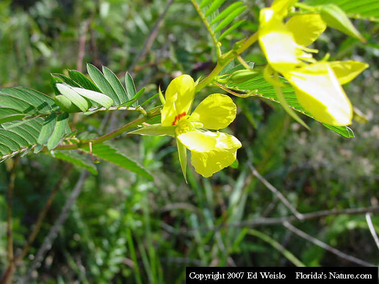 Florida S Wildflowers Yellows