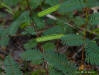 Partridge Pea seed pod